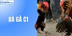 Đá Gà C1 LLWIN- Nơi Những Chiến Kê Triệu Đô Hội Tụ 