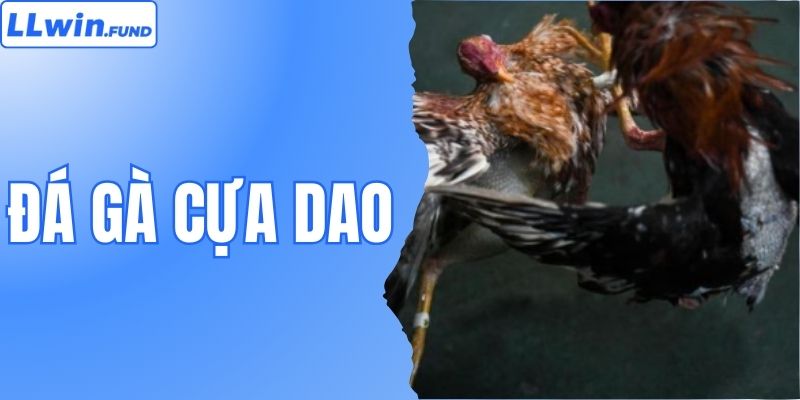 Đá Gà Cựa Dao - Đấu Trường Sinh Tử Hấp Dẫn Nhất Tại LLWIN