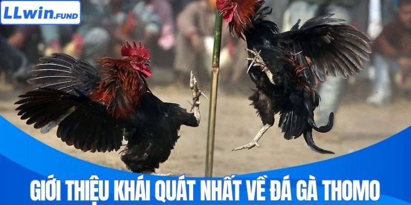 Giới thiệu khái quát nhất về đá gà Thomo 