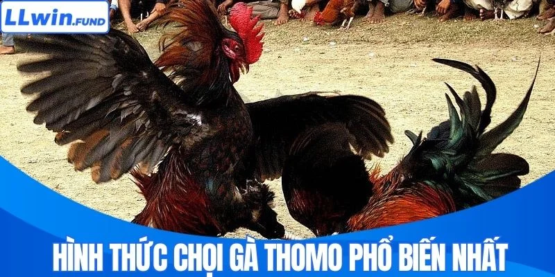 Hình thức chọi gà Thomo phổ biến nhất 