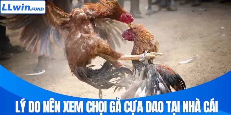 Lý do nên xem chọi gà cựa dao tại nhà cái 